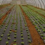 Sénégal : une subvention de 7 milliards FCFA pour la saison horticole 2026-2027