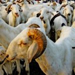 Sénégal : Aïd al-Adha 2024, le premier ministre annonce 15 mesures pour approvisionner le marché en moutons à des prix raisonnables