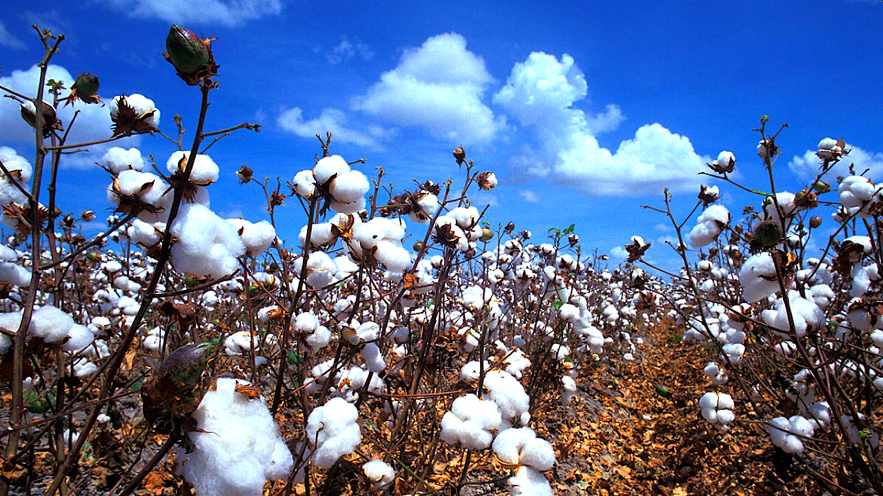 Coton