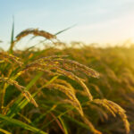 Sénégal : Le Président Diomaye Faye appelle à renforcer le soutien à la filière rizicole