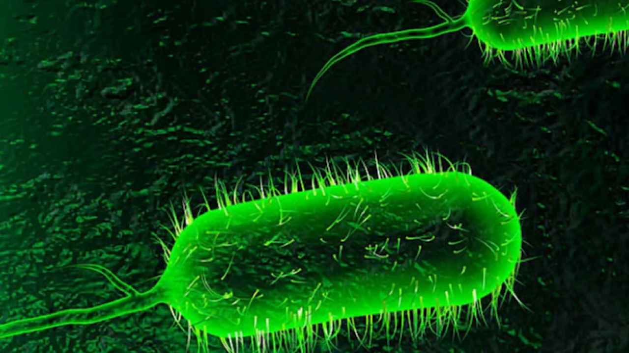 Cholera