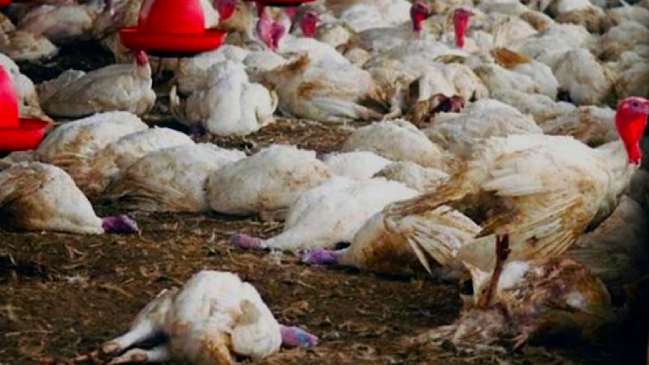 Grippe aviaire – poulet – poule – volaille