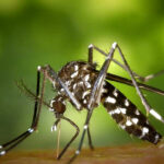 Sénégal : Fièvre de la vallée du Rift  l’épidémie fait son apparition à Kédougou