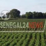 Sénégal : Africa Food Systems Forum 2025, le président Bassirou Diomaye Faye a accueilli son homologue rwandais Paul Kagame ce dimanche 31 août