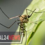 Piqûres d’insectes : comprendre les risques et adopter les bons réflexes