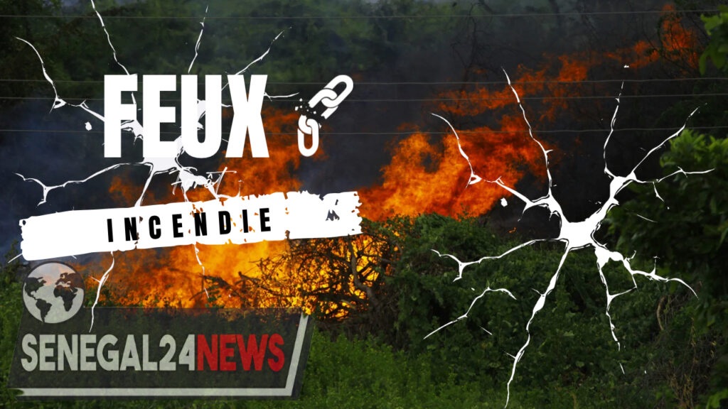 Feux incendie foret 3