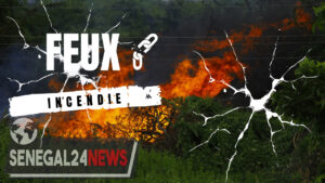 Feux incendie foret 3