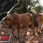 Kaffrine : un jeune berger grièvement blessé après une rixe en brousse