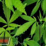 Fatick : 23 kg de chanvre indien saisis dans une opération de la Brigade Régionale des Stupéfiants