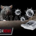 Argentine : incertitude persistante sur l&rsquo;origine du hantavirus