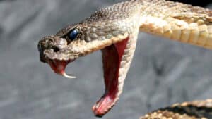 Rattlesnake